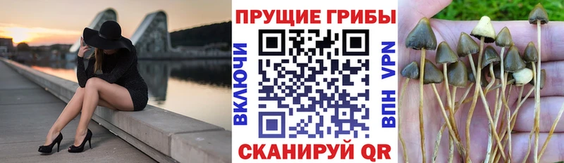 KRAKEN как зайти Пикалёво Галлюциногенные грибы GOLDEN TEACHER